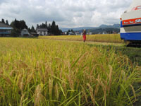 ���n��҂��